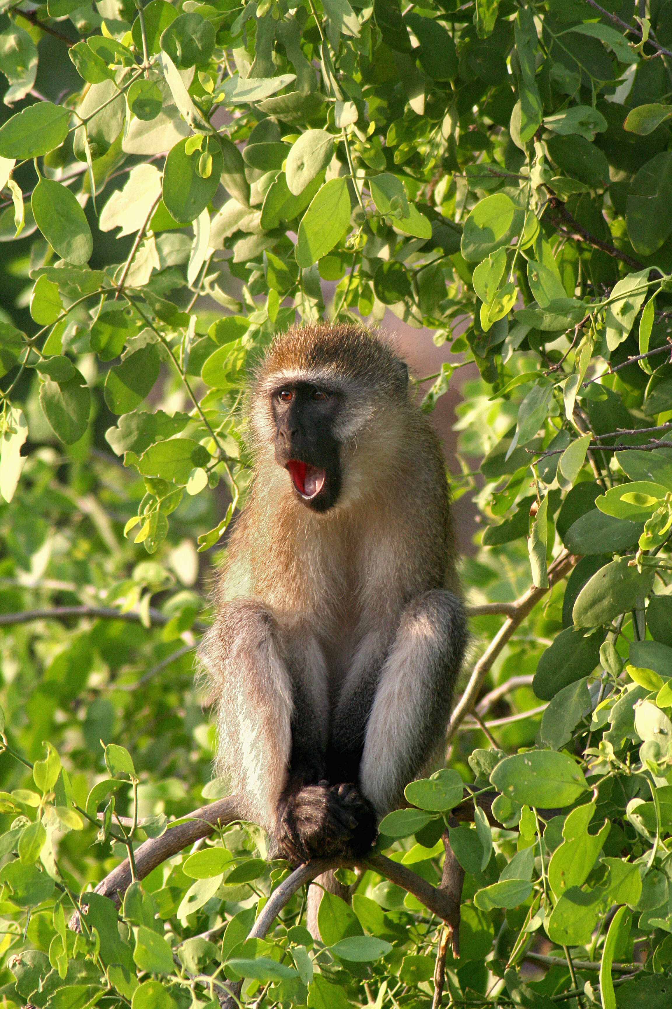 Image of Vervet Monkey