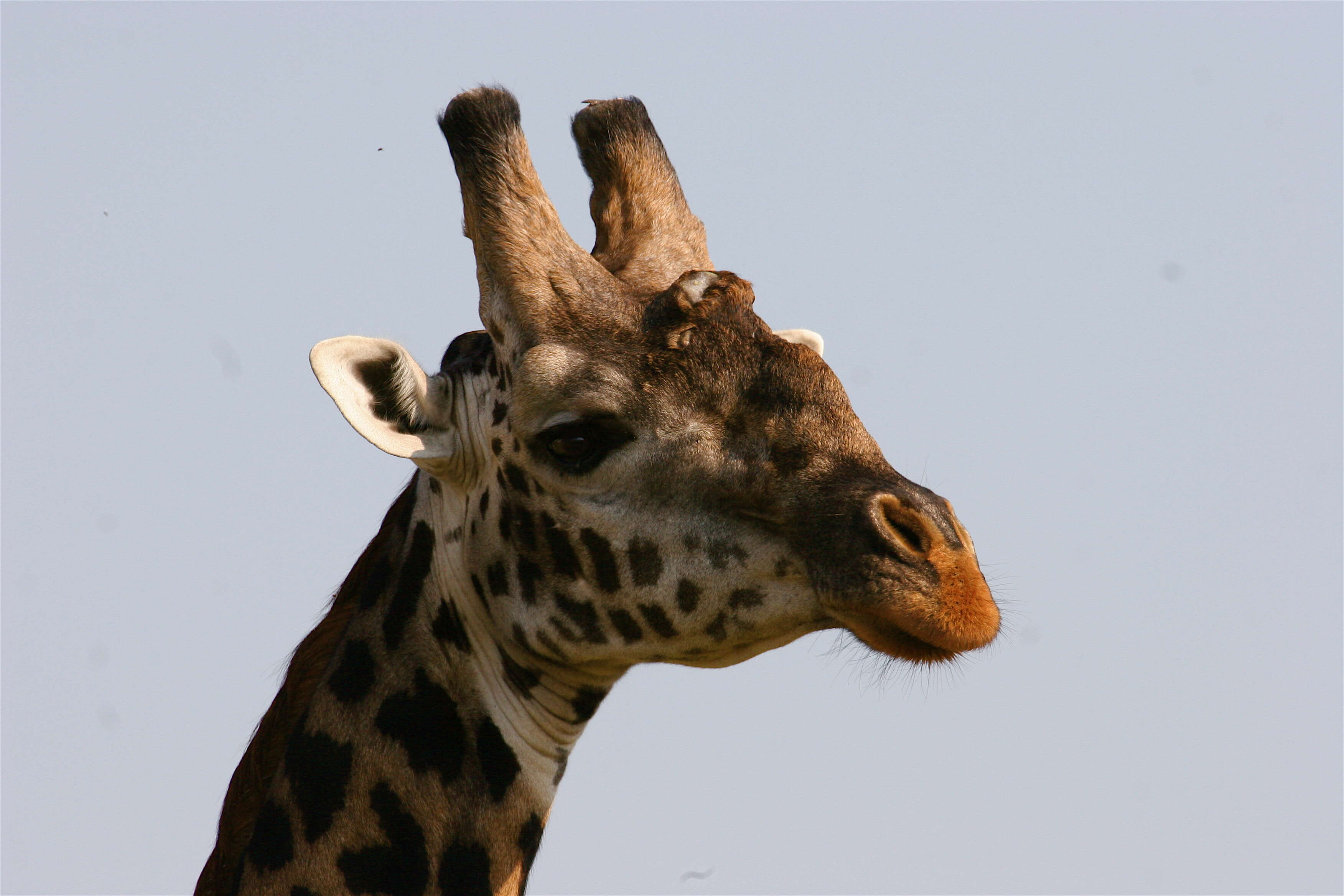 Plancia ëd Giraffa camelopardalis (Linnaeus 1758)