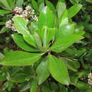 Слика од Escallonia paniculata (Ruiz & Pav.) Roem. & Schult.