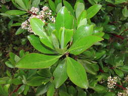 Image of Escallonia paniculata (Ruiz & Pav.) Roem. & Schult.