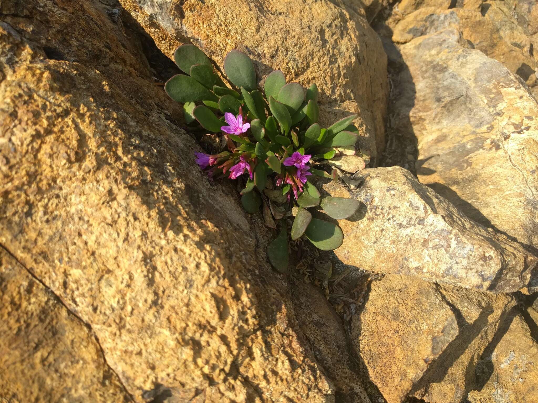 Image of alpine springbeauty