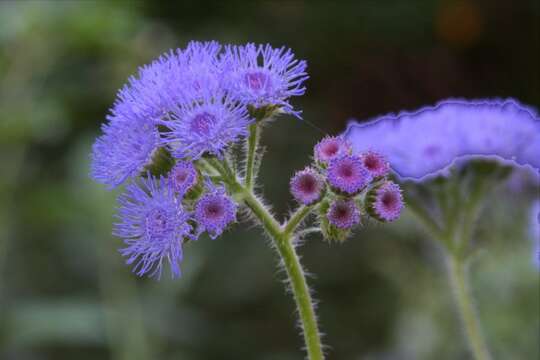 Imagem de Ageratum houstonianum Mill.