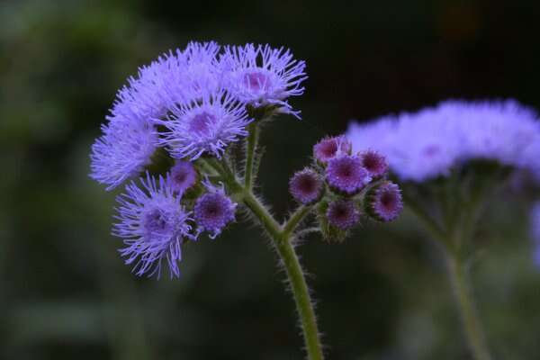 Imagem de Ageratum houstonianum Mill.