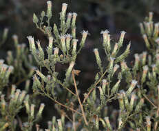 Слика од <i>Brickellia <i>microphylla</i></i> var. microphylla