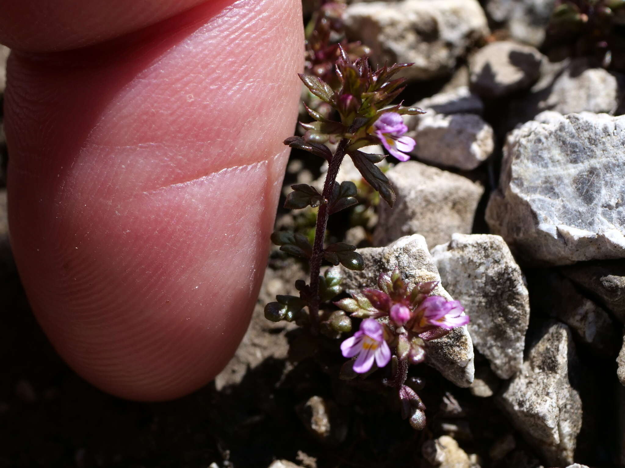 Imagem de Euphrasia salisburgensis Funck