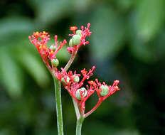 Image of goutystalk nettlespurge