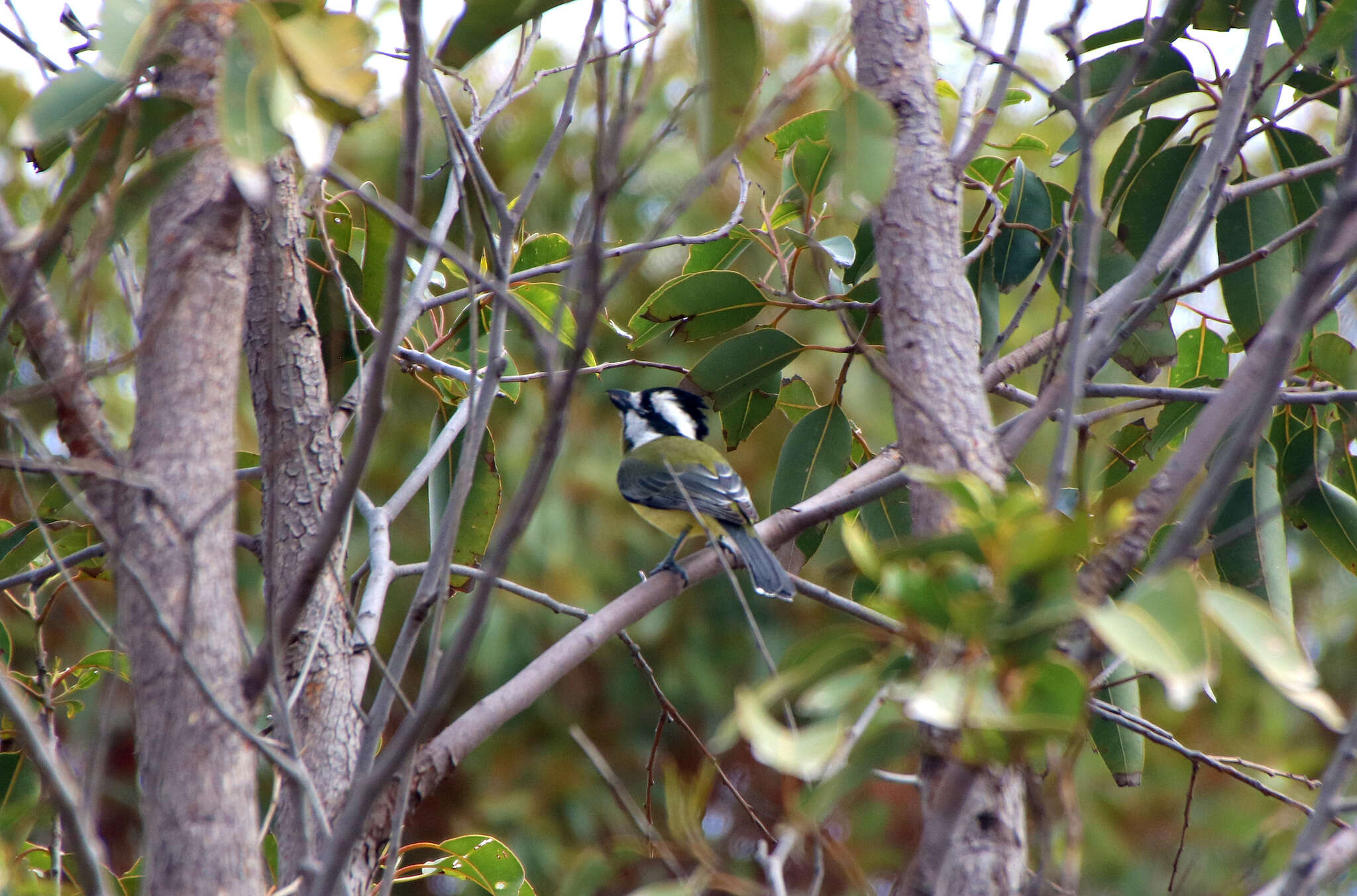 Sivun Falcunculidae kuva