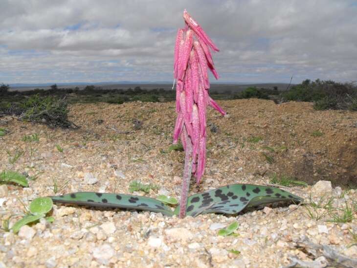 Image of Lachenalia punctata Jacq.