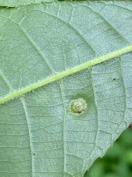 Phylloxera foveola Pergande 1904的圖片