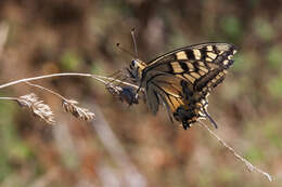 Image of Old World Swallowtail