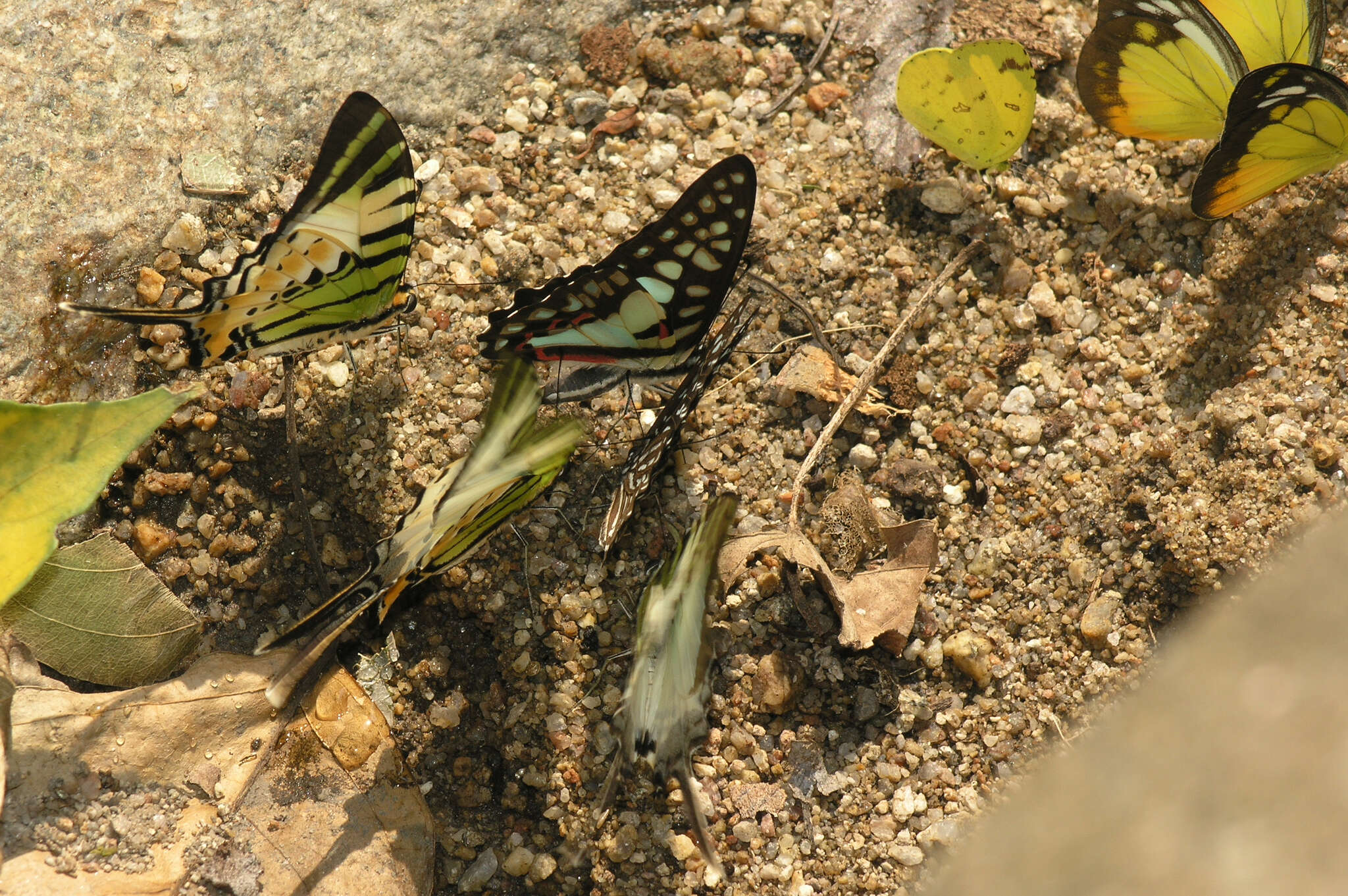 Image of Eurema simulatrix (Staudinger 1891)