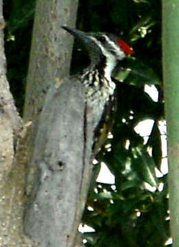 Image of Black-rumped Flameback