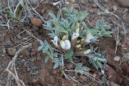 Astragalus welshii R. C. Barneby的圖片