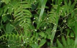 Image of Valeriana flaccidissima Maxim.