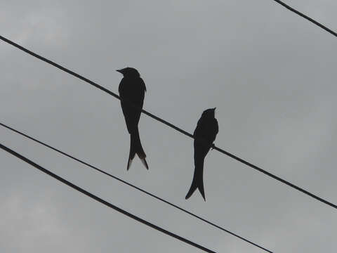 Image of Black Drongo