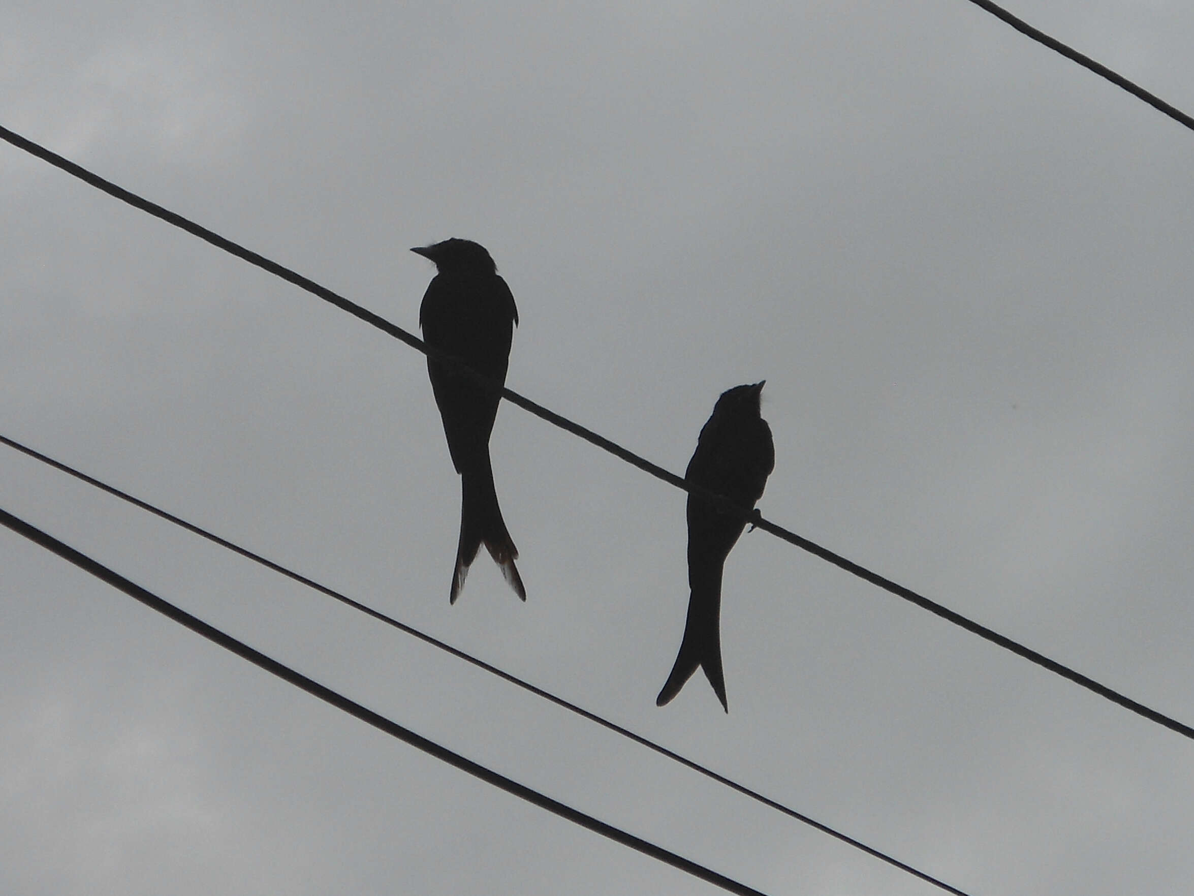 Image of Black Drongo