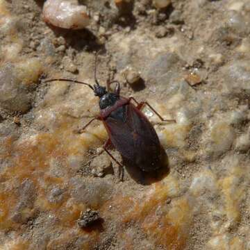 صورة Gastrodes (Gastrodes) grossipes De Geer 1773