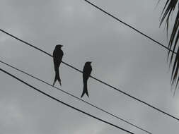 Image of Black Drongo