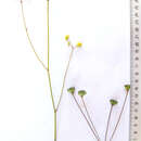 Image de Annesorhiza thunbergii B. L. Burtt