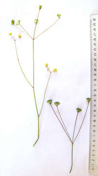 Image of Annesorhiza