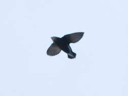 Image of Silver-backed Needletail