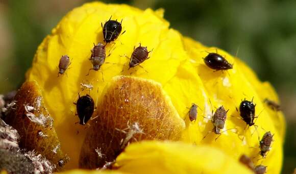 Image of Cowpea aphid