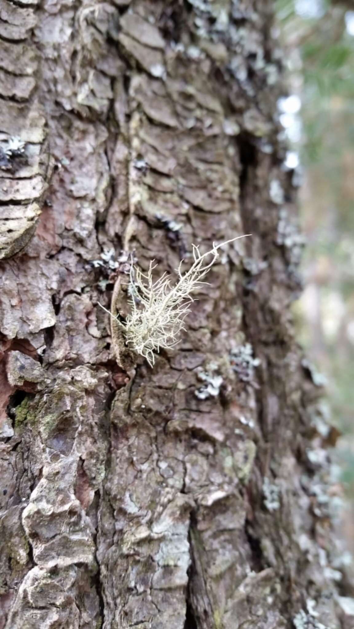 Image of Beard lichen