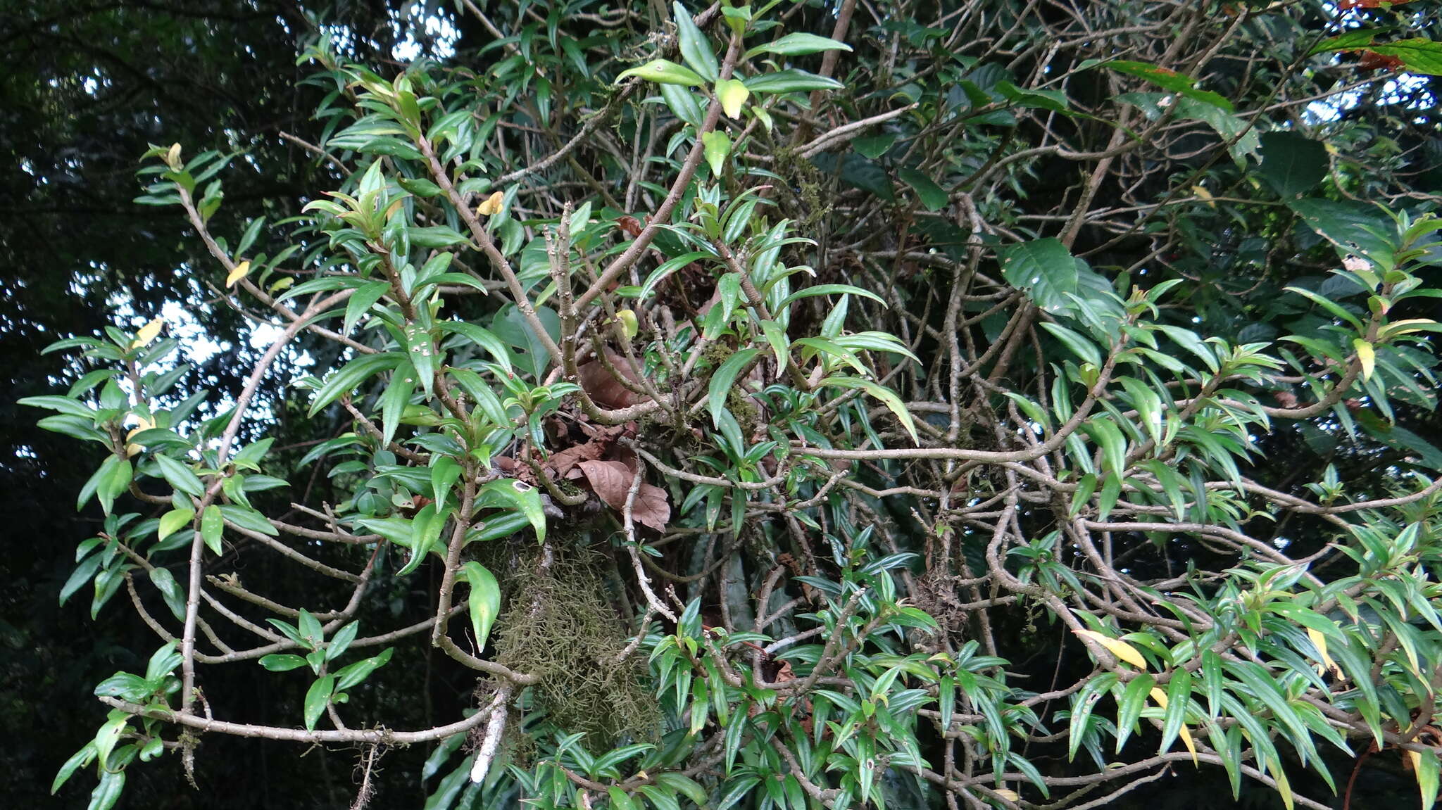 Imagem de Columnea purpusii Standl.