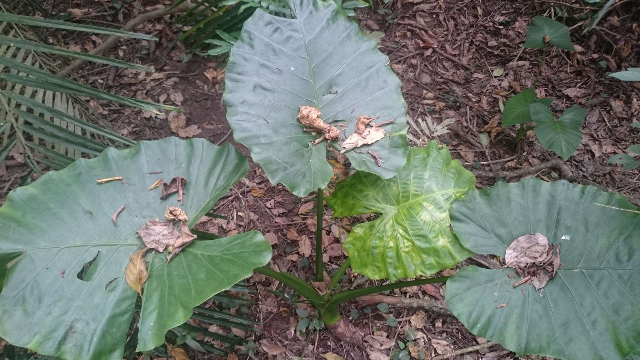 Alocasia odora (G. Lodd.) Spach resmi