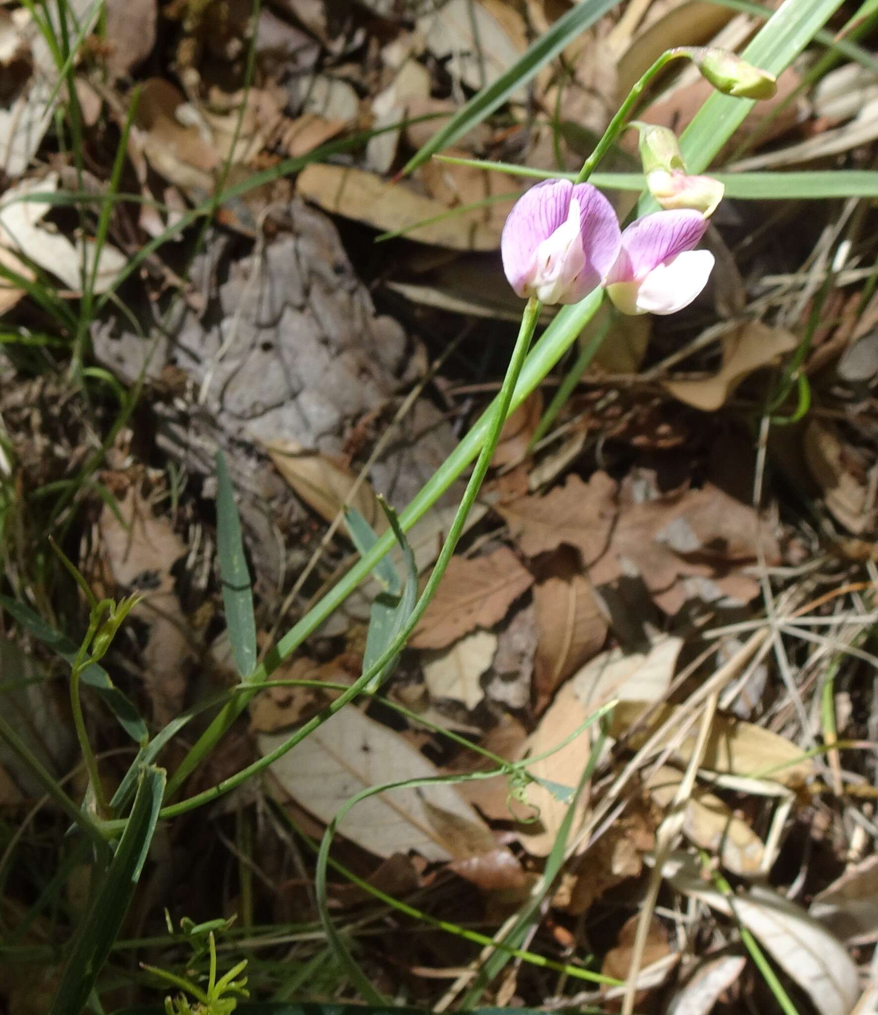 Image of Common Sweet Pea