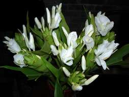 Слика од Hedychium