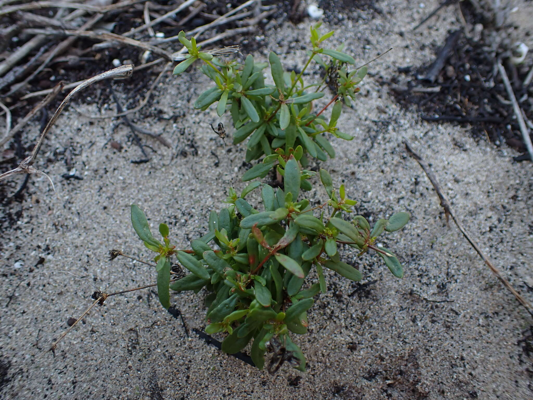 Image of Pharnaceum thunbergii Adamson