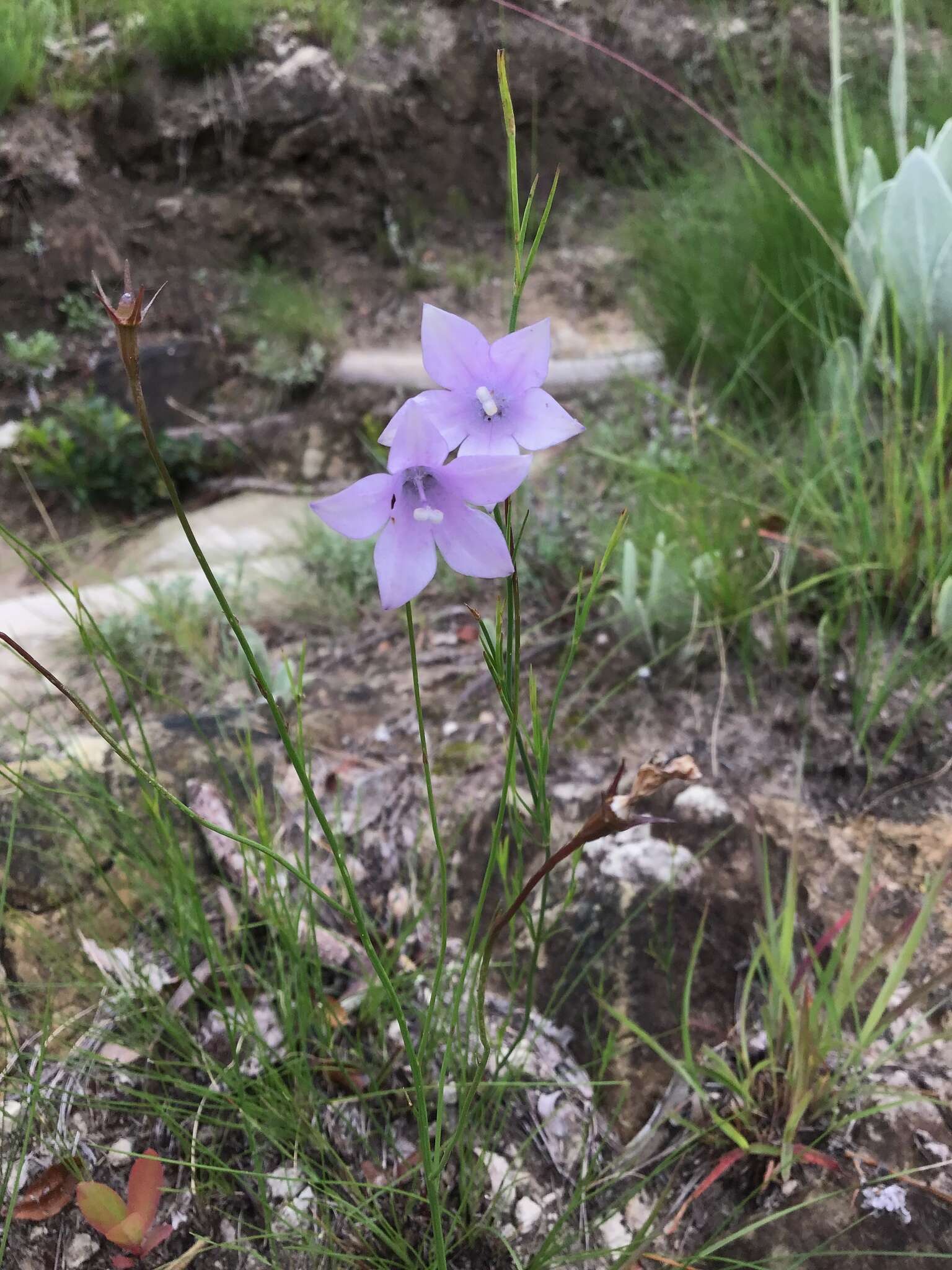 Image of Wahlenbergia krebsii Cham.