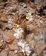 Image de Pachypodium brevicaule Baker