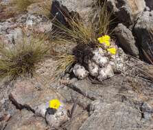 Image de Pachypodium brevicaule Baker