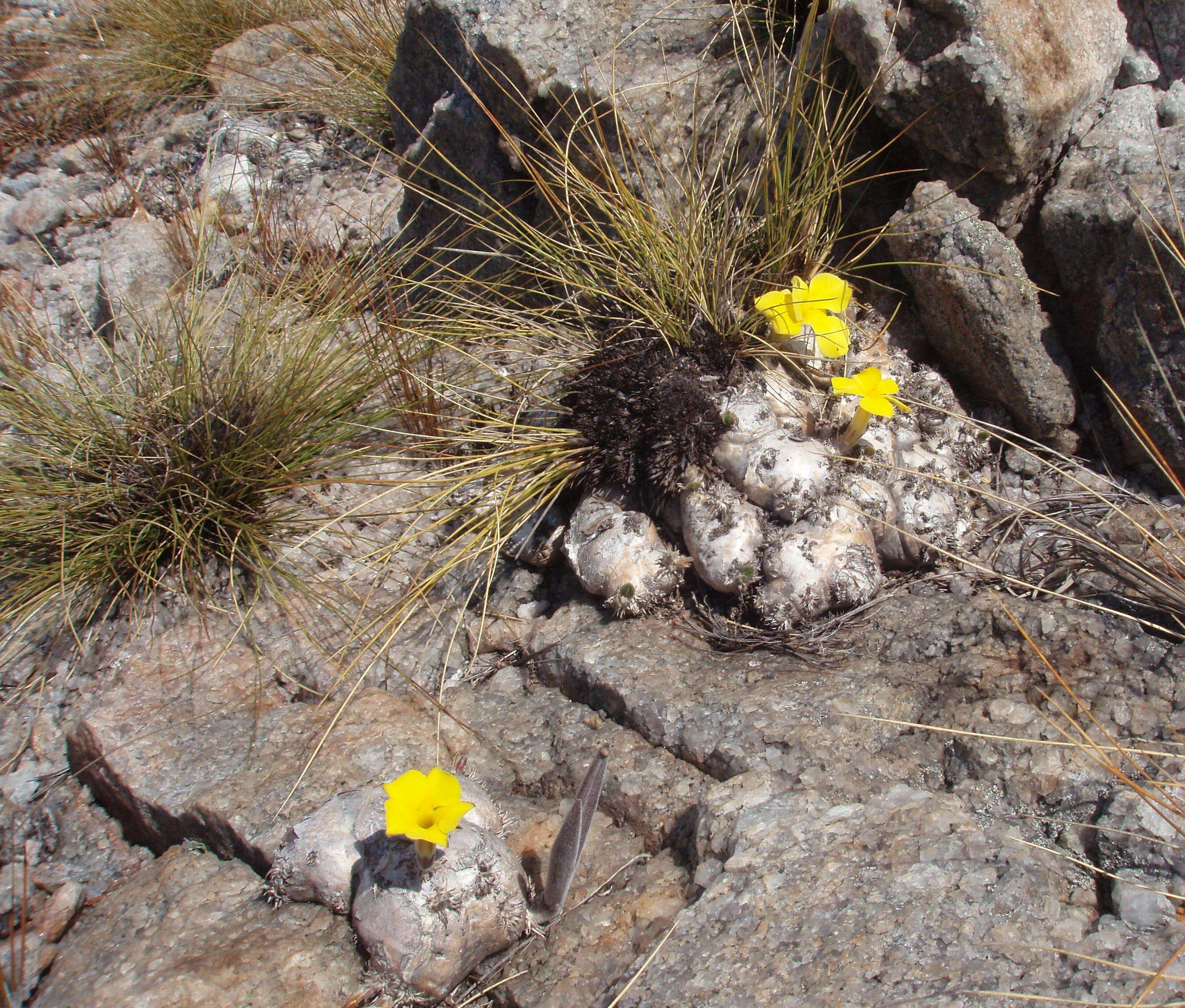 Image de Pachypodium brevicaule Baker