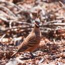 Image of Spinifex Pigeon