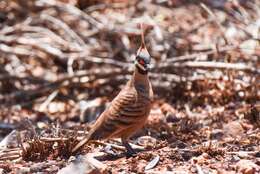 صورة Geophaps plumifera ferruginea (Gould 1865)