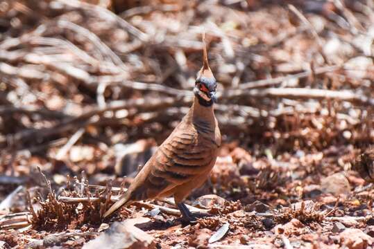 Image of Spinifex Pigeon