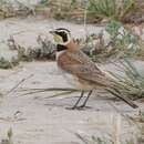 Image of Eremophila alpestris insularis (Dwight 1890)