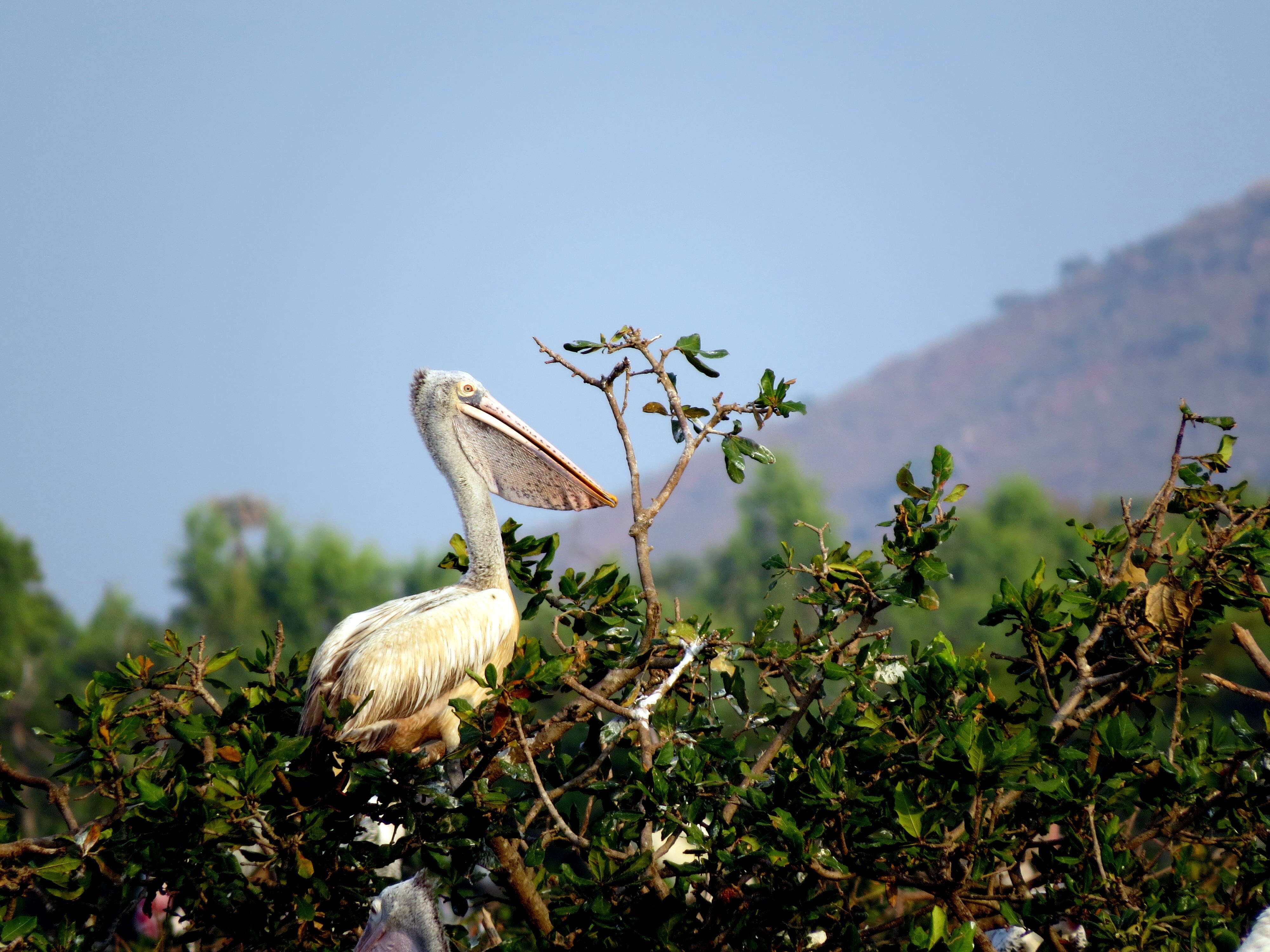 Image of Grey Pelican