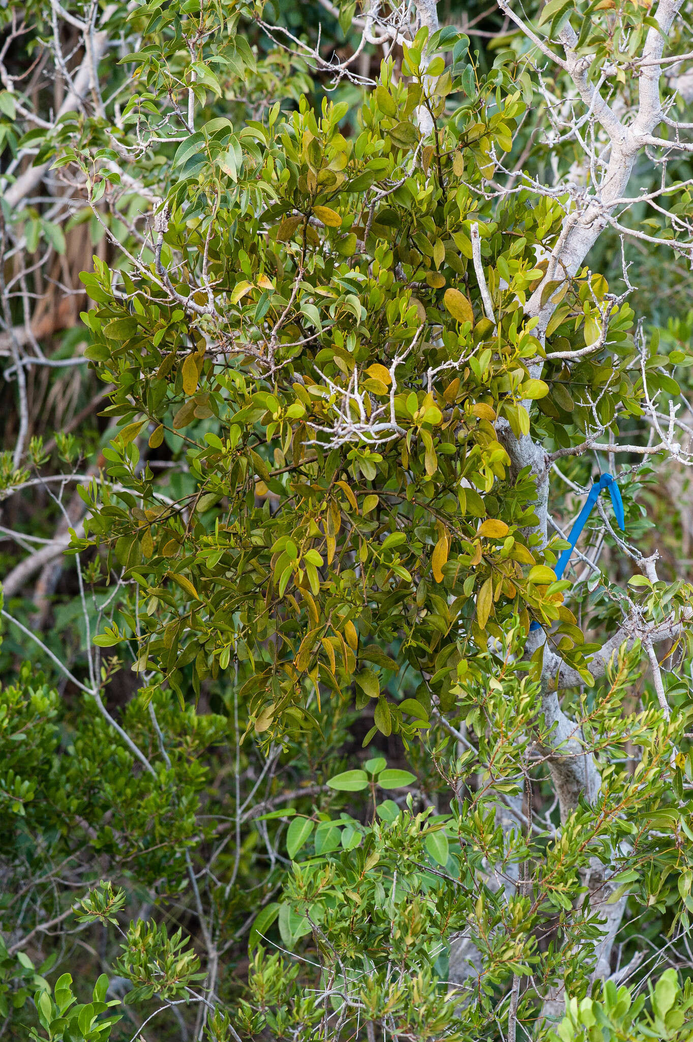 Image de Phoradendron rubrum (L.) Griseb. ex Eichl.