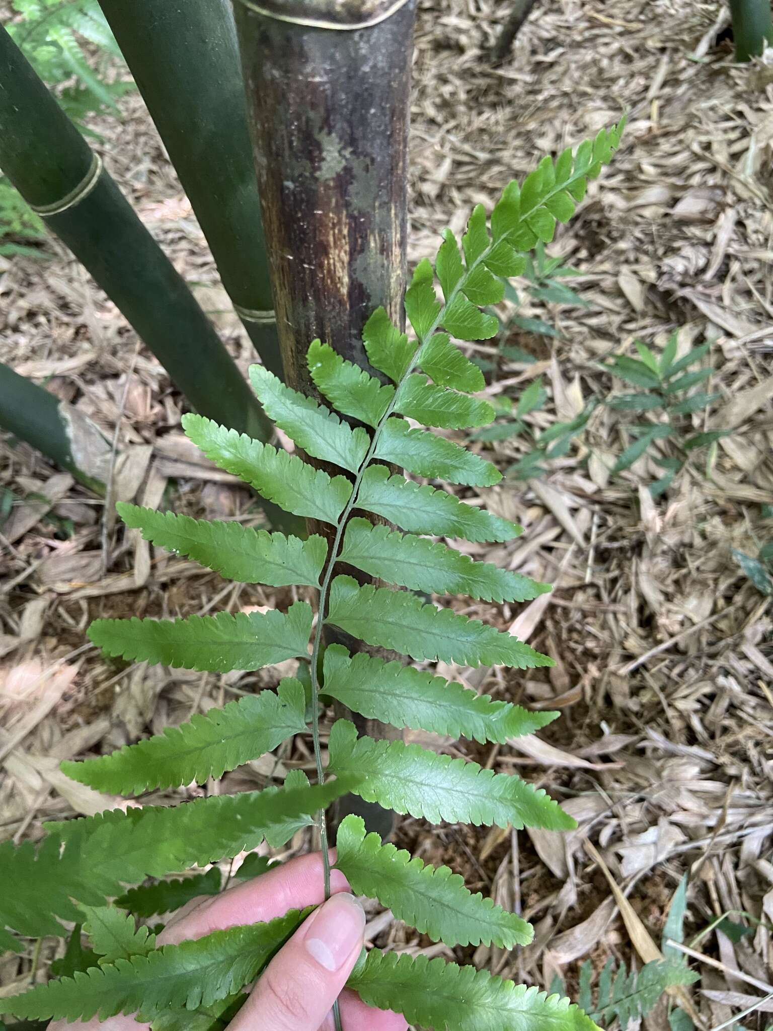 Image of Microlepia bipinnata (Mak.) Shimura