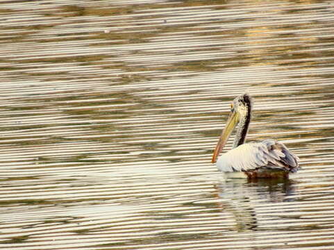 Image of Grey Pelican