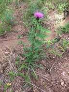 Image of Wheeler's thistle