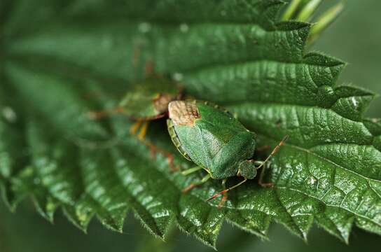 Image of Green shield bug