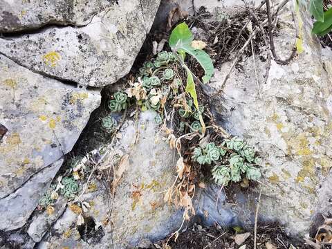 Image of Sedum edwardsii (R. T. Clausen) B. L. Turner