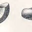 Image of Cyclostrema subexcavatum Tryon 1888