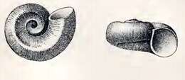 Image de Cyclostrema subexcavatum Tryon 1888