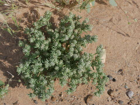 Слика од Gymnocarpos sclerocephalus (Decne.) Ahlgren & Thulin